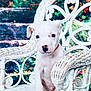 puppy, dog, white_dog, wicker_chair, red_collar, pet, cute, animal, outdoor, garden, greenery, flowers, vintage_furniture, sitting, young_dog, adorable, portrait, small_dog, furniture, nature