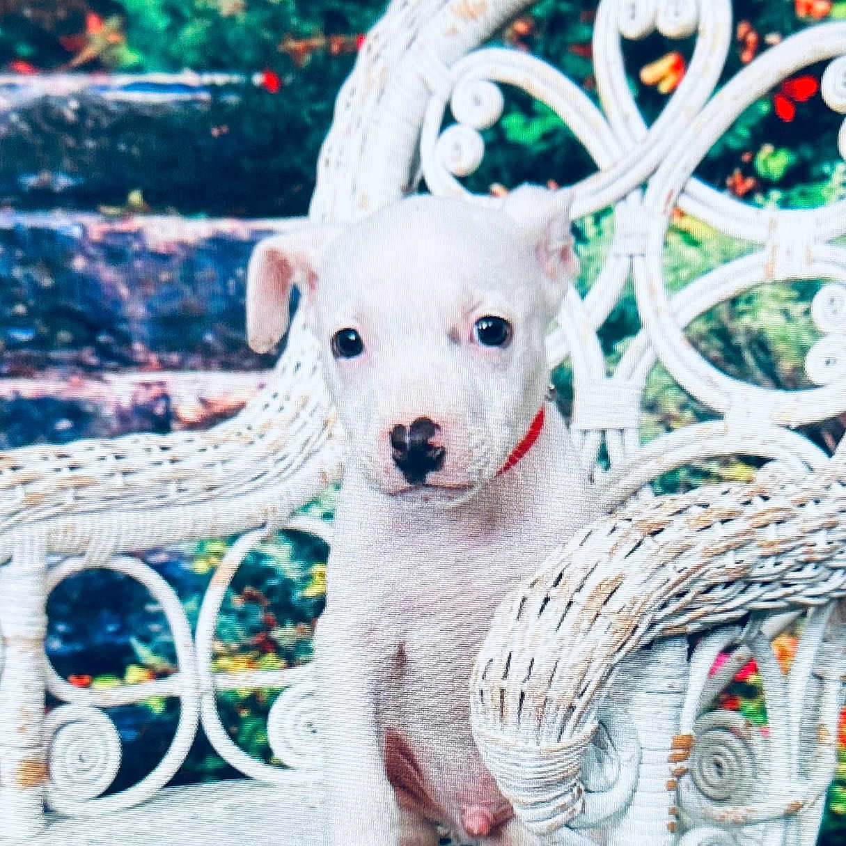 Trap is registered to the contest to win money with this photo: adorable, animal, cute, dog, flowers, furniture, garden, greenery, nature, outdoor, pet, portrait, puppy, red_collar, sitting, small_dog, vintage_furniture, white_dog, wicker_chair, young_dog