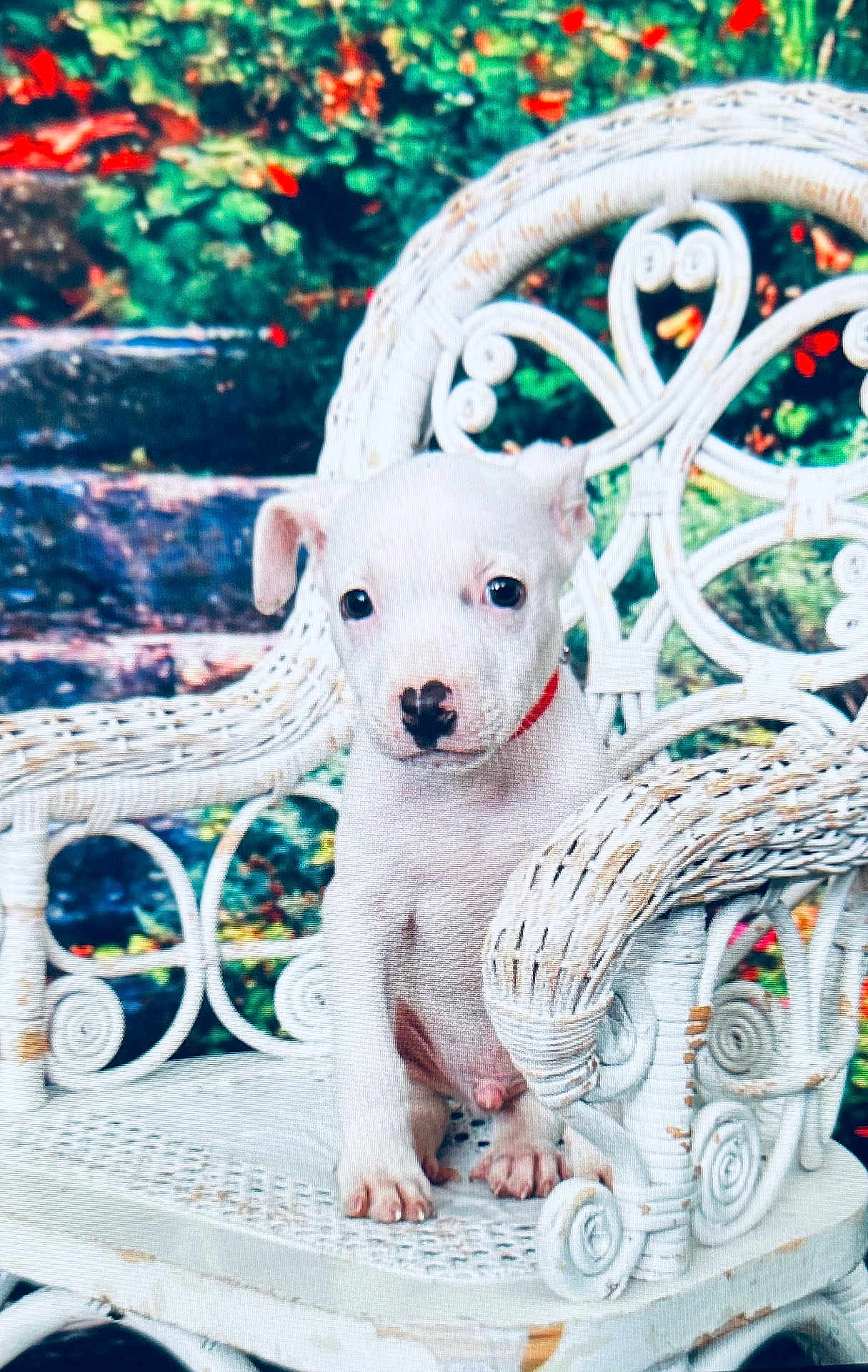 Trap is registered to the contest to win money with this photo: puppy, dog, white_dog, wicker_chair, red_collar, pet, cute, animal, outdoor, garden, greenery, flowers, vintage_furniture, sitting, young_dog, adorable, portrait, small_dog, furniture, nature