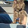 Atlas joined the competition — help win amazing prizes! cat, gray_cat, pet, animal, indoor, car_interior, sunlight, yellow_eyes, fluffy_fur, person, hand, jeans, seat, window, palm_trees, blue_sky, collar, leash, resting, closeup