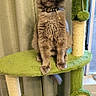 cat, feline, gray_cat, pet, indoor, cat_tree, scratching_post, curtains, yellow_eyes, fluffy, sitting, collar, playful, furniture, home, window, plant_like_cat_tree, curious, animal, domestic