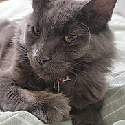 Atlas joined the competition — help win amazing prizes! bed, blanket, cat, close_up, contemplative, cozy, domestic_cat, feline, fluffy, fur, golden_eyes, gray_cat, indoor, pet, relaxed, resting, soft_light, striped_blanket, whiskers, wooden_furniture