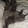 Atlas is registered to the contest to win money with this photo: animal, bed, blanket, cat, cozy, cute, domestic_cat, feline, fur, gray_cat, indoor, mammal, paw, pet, relaxed, resting, sleeping, soft, stretched_out, whiskers
