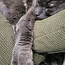 Atlas joined the competition — help win amazing prizes! animal, cat, closeup, comfort, cozy, cushion, feline, fur, gray_cat, green, indoor, nap, paw, pet, relaxation, rest, sleeping, soft, textured, whiskers