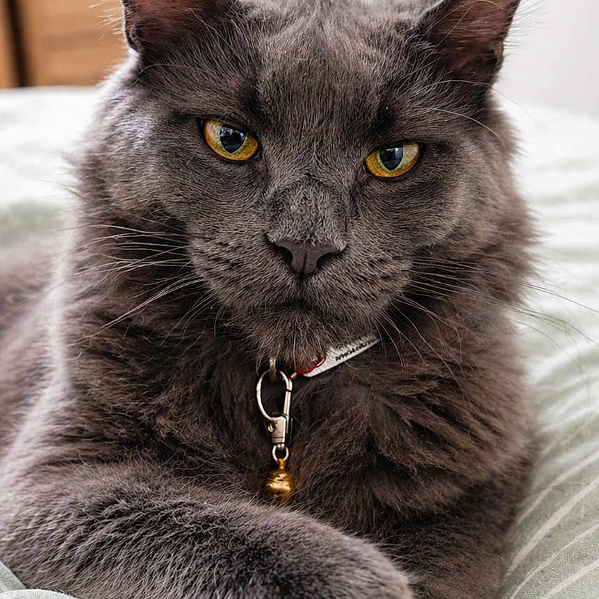 Atlas