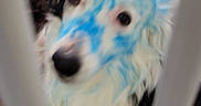 Lucy is registered to the contest to win money with this photo: dog, blue_marking, face, pet, indoor, flooring, barrier, red_bucket, food_bowl, multiple_dogs, white_bars, furry, canine, blurred, looking, animal, household, curious, background, companion