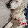Lucy is registered to the contest to win money with this photo: dog, sleeping, toy, stuffed_animal, floor, white_fur, black_fur, relaxing, nap, pet, domestic_animal, canine, fur, cute, animal, resting, indoor, cozy, peaceful, companion