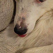 Lucy is registered to the contest to win money with this photo: dog, white_dog, sleeping, tongue_out, close_up, fluffy, pet, canine, resting, couch, beige, texture, fur, nose, paw, indoor, cozy, calm, cute, animal
