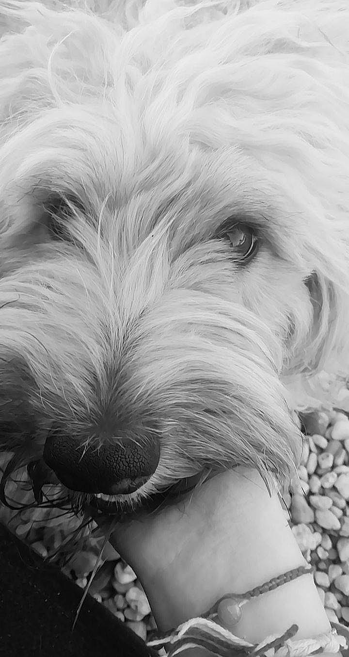 Polux a rejoint le concours — aidez-le/la à gagner de superbes lots ! black_and_white, briquet_griffon_vendeen, canidae, carnivore, catalan_sheepdog, dog, dog_breed, dutch_smoushond, glen_of_imaal_terrier, irish_soft_coated_wheaten_terrier, mammal, sapsali, schnoodle, sealyham_terrier, small_terrier, snout, terrier, tibetan_terrier, vertebrate, west_highland_white_terrier