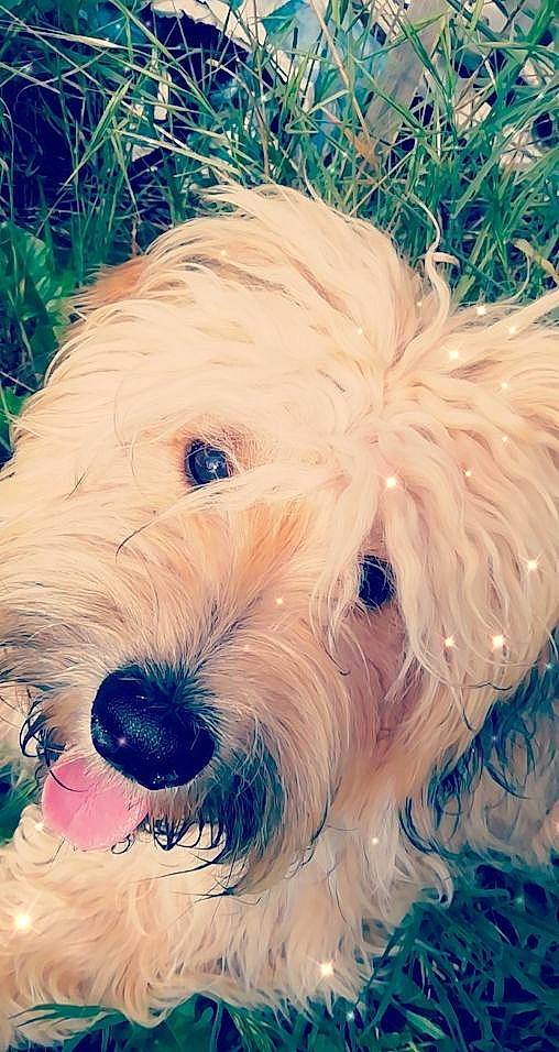 Polux a rejoint le concours — aidez-le/la à gagner de superbes lots ! briquet_griffon_vendeen, canidae, carnivore, dog, dog_breed, goldendoodle, irish_soft_coated_wheaten_terrier, mammal, old_english_sheepdog, petit_basset_griffon_vendeen, poodle_crossbreed, puppy, rare_breed_dog, schnoodle, sealyham_terrier, snout, sporting_group, sporting_lucas_terrier, terrier, vertebrate