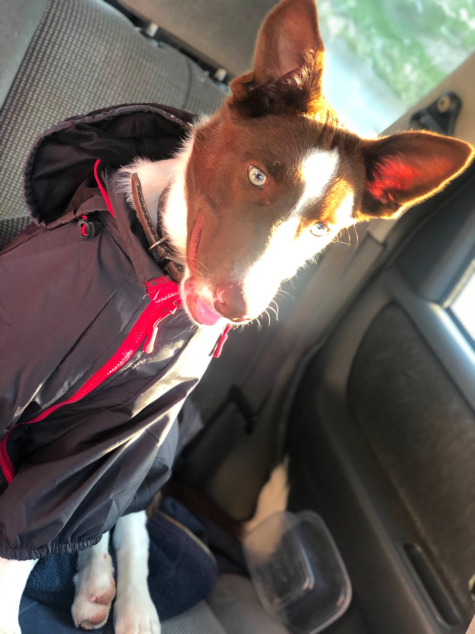 Hex joined the competition — help win amazing prizes! basenji, bull_terrier, bull_terrier_miniature, canidae, carnivore, dog, dog_breed, ear, feist, hunting_dog, ibizan_hound, mammal, snout