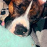 dog, sleeping, close_up, brindle_coat, toy, fuzzy, soft, resting, pet, animal, cute, cozy, tongue_out, indoor, comfort, relaxed, face, nose, ears, fur