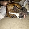 dog, sleeping, brindle_coat, couch, indoors, pet, chain_collar, closeup, relaxed, ear_flopped, canine, animal, face, fur, resting, home, comfortable, laying_down, brown, white_marking