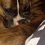 Zeus is registered to the contest to win money with this photo: dog, brindle, close_up, resting, paw, sleepy, blanket, indoor, pet, fur, face, animal, canine, cozy, relaxed, portrait, brown, white_markings, cute, companion