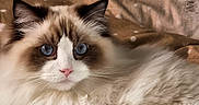 Apollon participe au concours pour gagner de l'argent avec cette photo : cat, fluffy, blue_eyes, pet, animal, fur, face, whiskers, ears, nose, blanket, pattern, stars, cozy, resting, indoors, cute, mammal, portrait, soft