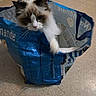 Apollon participe au concours pour gagner de l'argent avec cette photo : cat, blue_eyes, fluffy, shopping_bag, indoor, floor, curious, mischievous, pet, animal, white_fur, brown_fur, ears, whiskers, playful, container, bag_handle, household, domestic, cute
