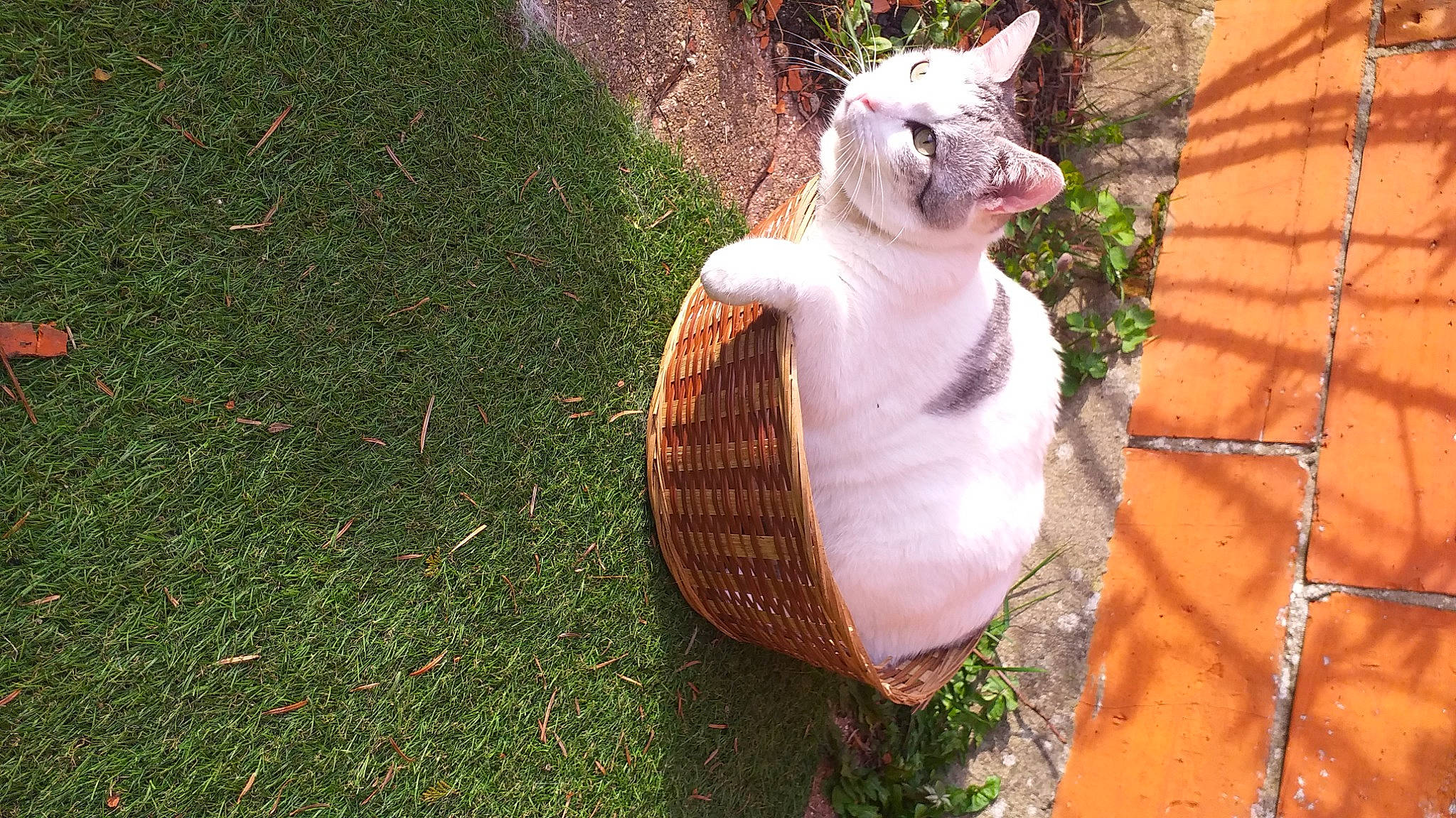 Diamant participe au concours pour gagner de l'argent avec cette photo : canidae, carnivore, cat, companion_dog, dog_breed, domestic_short_haired_cat, fawn, felidae, fur, garden, grass, plant, sitting, small_to_medium_sized_cats, snout, tail, terrestrial_animal, whiskers, wildlife, yard