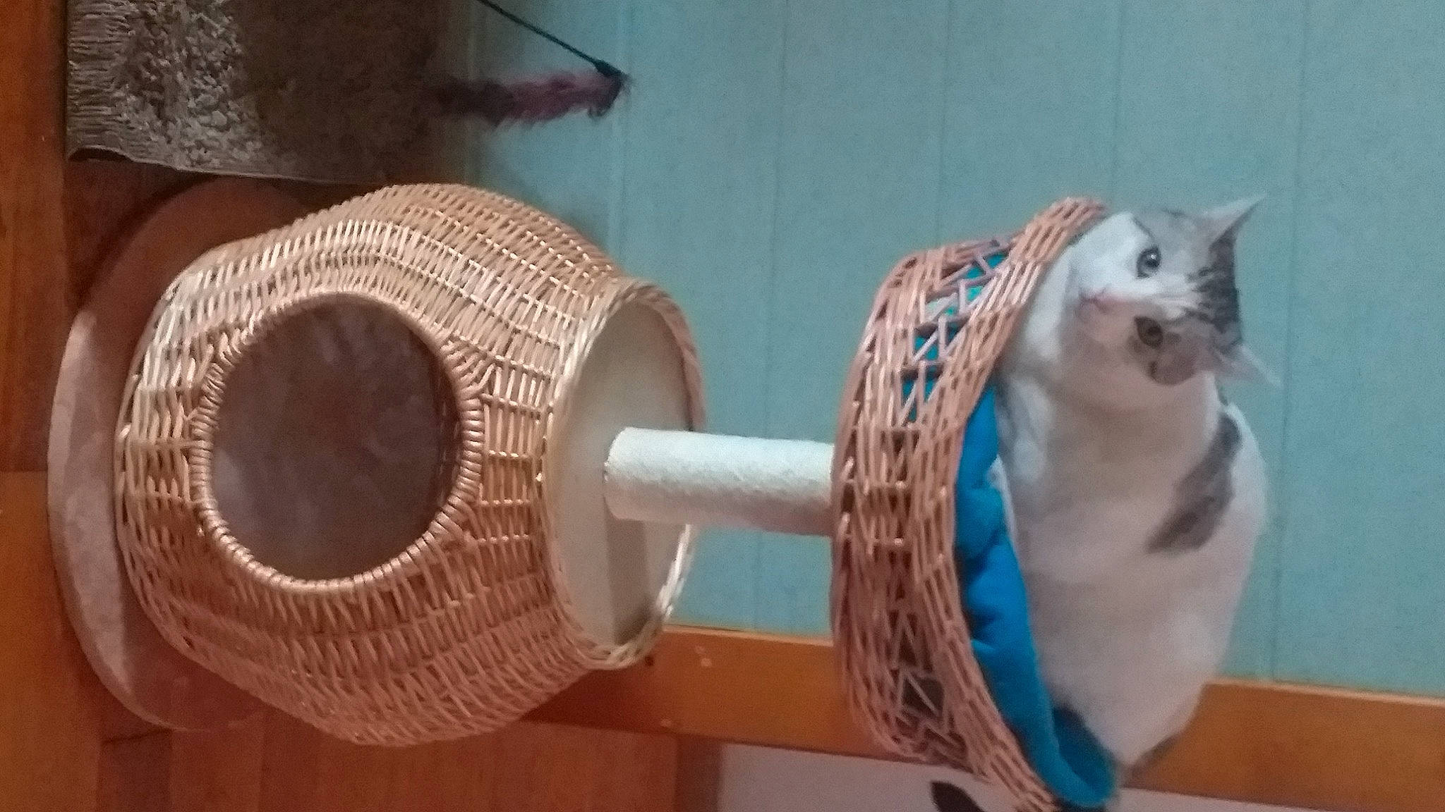 Diamant participe au concours pour gagner de l'argent avec cette photo : art, artifact, carnivore, cat, cat_supply, ceramic, clay, domestic_short_haired_cat, earthenware, felidae, gas, machine, pet_supply, plywood, pottery, serveware, small_to_medium_sized_cats, tail, whiskers, wood