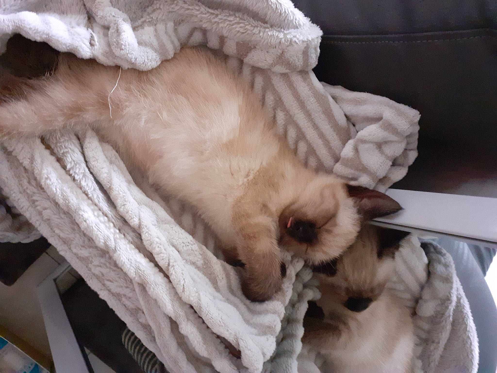 Cana a rejoint le concours — aidez-le/la à gagner de superbes lots ! balinese, birman, carnivore, cat, claw, fawn, felidae, fur, nap, paw, ragdoll, small_to_medium_sized_cats, wool