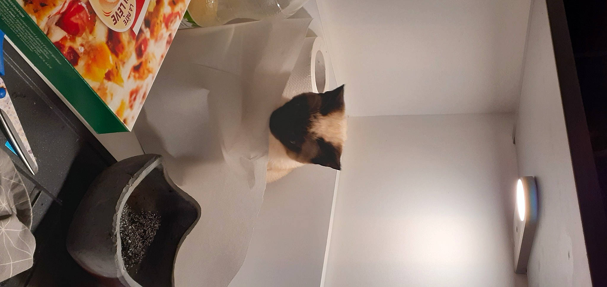 Cana participe au concours pour gagner de l'argent avec cette photo : carnivore, cat, felidae, interior_design, kitten, paper, paper_product, small_to_medium_sized_cats, whiskers