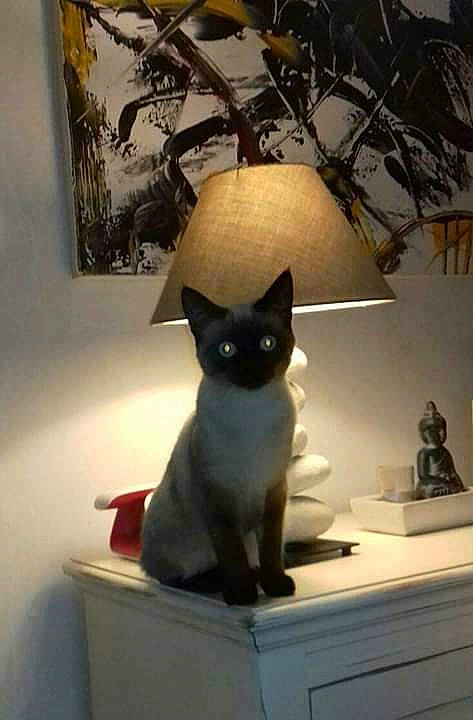 Cana a rejoint le concours — aidez-le/la à gagner de superbes lots ! asian, black_cat, carnivore, cat, domestic_short_haired_cat, fawn, felidae, kitten, lighting_accessory, siamese, small_to_medium_sized_cats, tail, thai, tonkinese, whiskers