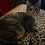 Boo is registered to the contest to win money with this photo: animal, blanket, cat, cozy, curious, cute, domestic, ears, feline, fur, indoor, leopard_print, mammal, pet, relaxed, resting, striped, tabby, tail, whiskers
