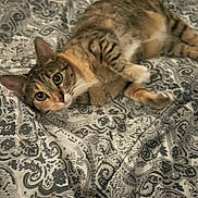 Boo joined the competition — help win amazing prizes! animal, bed, bedspread, cat, comfort, cozy, cute, domestic, ears, eyes, feline, fur, indoor, lying_down, pattern, pet, relaxed, resting, tabby, whiskers