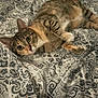 animal, bed, bedspread, cat, comfort, cozy, cute, domestic, ears, eyes, feline, fur, indoor, lying_down, pattern, pet, relaxed, resting, tabby, whiskers