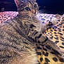 animal, bed, blanket, cat, closeup, cozy, cute, domestic_animal, feline, fur, indoor, leopard_print, looking, mammal, pet, relaxed, resting, soft, tabby, whiskers
