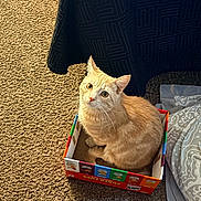 Sonni joined the competition — help win amazing prizes! cat, orange_cat, cardboard_box, carpet, bedroom, blanket, bedspread, whiskers, ears, looking_up, sitting, curious, indoor, pet, feline, cozy, pattern, floor, closeup, portrait
