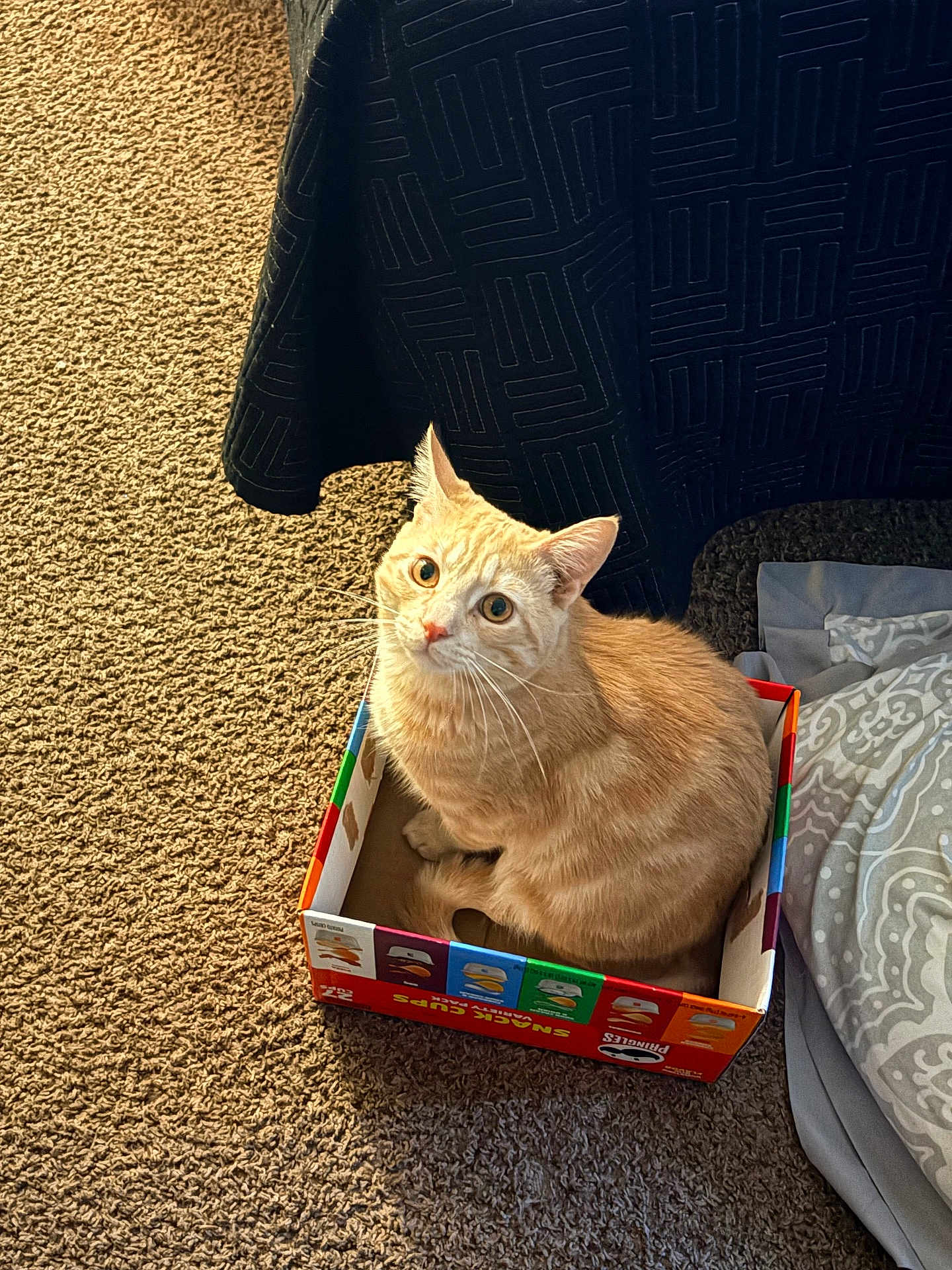 Sonni joined the competition — help win amazing prizes! cat, orange_cat, cardboard_box, carpet, bedroom, blanket, bedspread, whiskers, ears, looking_up, sitting, curious, indoor, pet, feline, cozy, pattern, floor, closeup, portrait