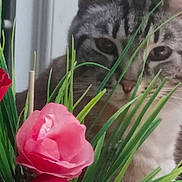 Blu is registered to the contest to win money with this photo: animal, artificial_flower, background, cat, closeup, curious, domestic_cat, feline, flower, greenery, indoor, leaf, nose, pet, pink_flower, plant, purple_flower, red_flower, tabby, whiskers