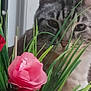 animal, artificial_flower, background, cat, closeup, curious, domestic_cat, feline, flower, greenery, indoor, leaf, nose, pet, pink_flower, plant, purple_flower, red_flower, tabby, whiskers