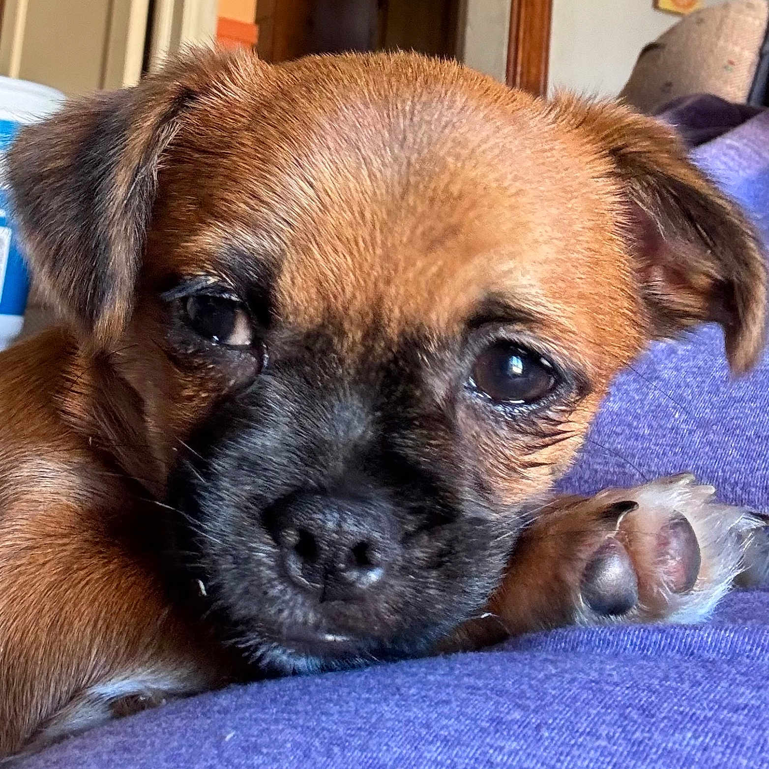 Sprout is registered to the contest to win money with this photo: brown_fur, close_up, cute, dog, ear, eyes, face, fur, home_interior, indoor, nose, paw, pet, puppy, purple_cloth, resting, snout, sofa, wall_art, whiskers