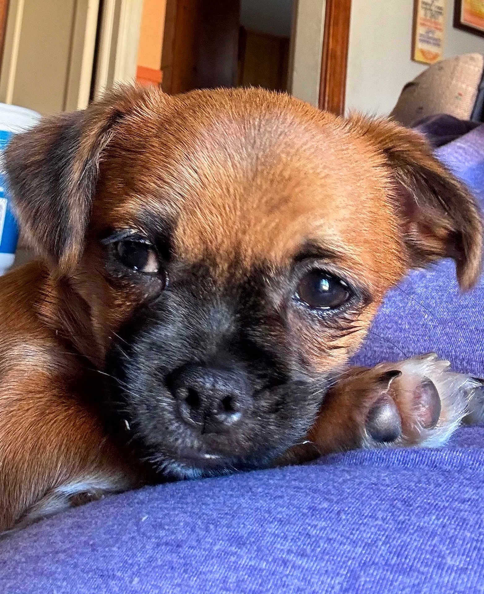 Sprout is registered to the contest to win money with this photo: dog, puppy, close_up, face, nose, paw, eyes, fur, brown_fur, cute, pet, indoor, purple_cloth, resting, snout, ear, whiskers, sofa, home_interior, wall_art