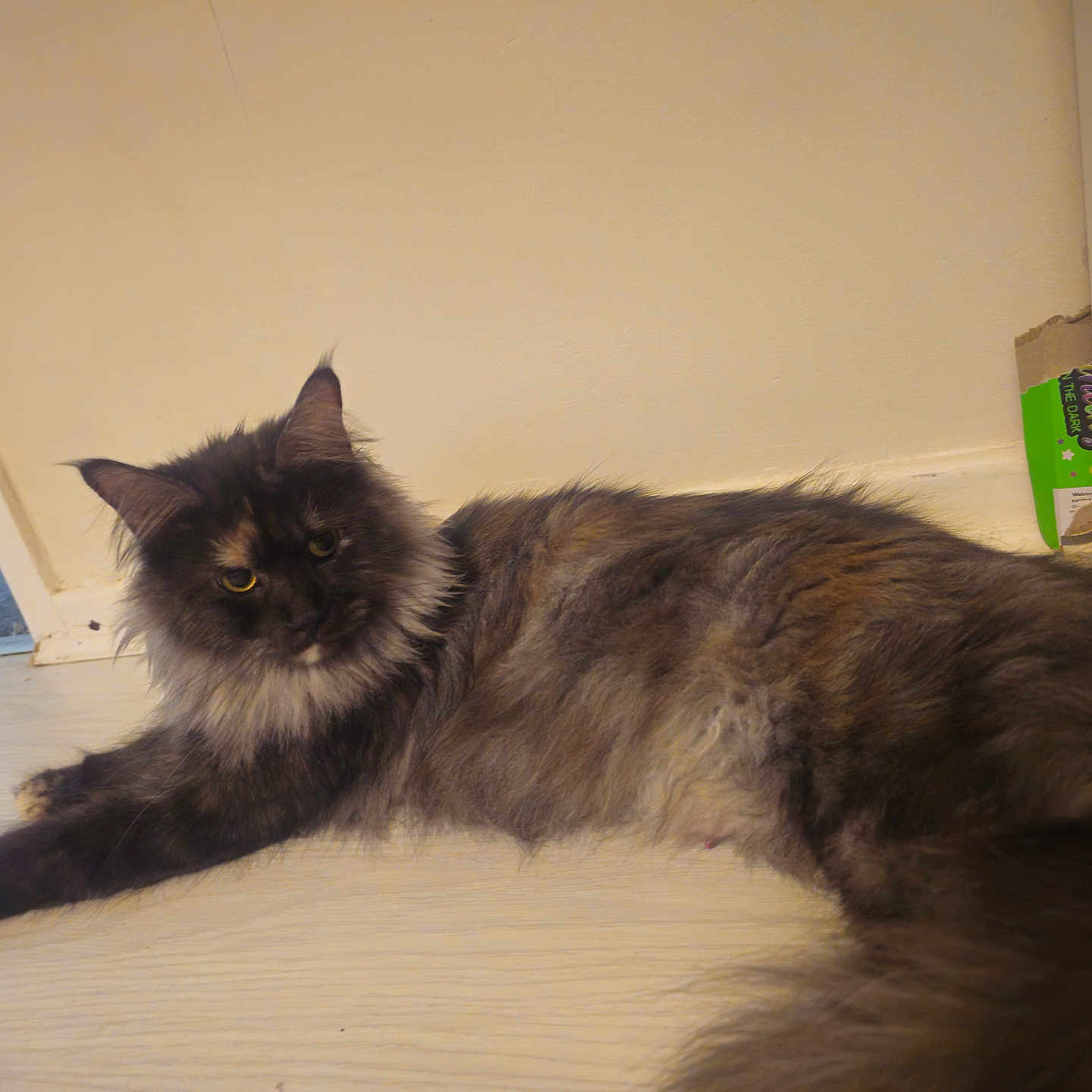 Tramp joined the competition — help win amazing prizes! abyssinian, animal, blackcat, box, cat, computer, electronics, furniture, hardwood, indoors, interiordesign, kitten, laptop, manx, pc, pet, plywood, shelf, siamese, wood