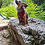 Uson participe au concours pour gagner de l'argent avec cette photo : animal, canine, dog, forest, greenery, landscape, leash, moss, nature, outdoor, path, pet, red_harness, rock, scenic, small_dog, sunlight, trees, waterfall, wildlife