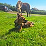 animal, blue_sky, collar, daytime, dog, domestic_animal, field, fur, grass, greenery, horse, landscape, leisure, mammal, nature, outdoor, pet, rural, sky, sunny