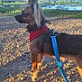 Uson a rejoint le concours — aidez-le/la à gagner de superbes lots ! animal, canine, daylight, dog, fur, grass, harness, hills, lake, leash, nature, outdoor, pet, profile, rocks, scenic, sky, sunlight, walking, water