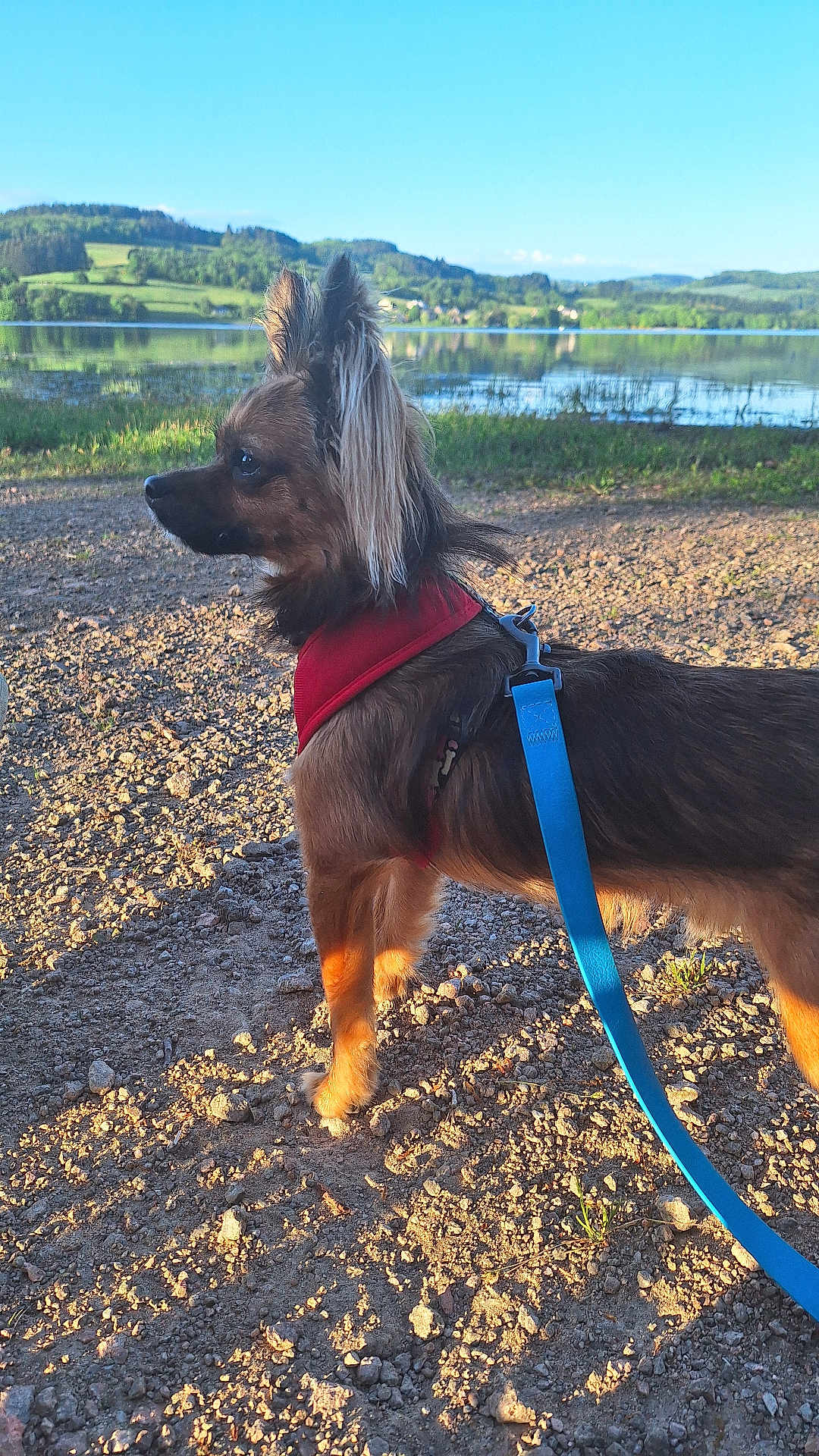 Uson a rejoint le concours — aidez-le/la à gagner de superbes lots ! animal, canine, daylight, dog, fur, grass, harness, hills, lake, leash, nature, outdoor, pet, profile, rocks, scenic, sky, sunlight, walking, water