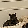 Blu joined the competition — help win amazing prizes! cat, gray_cat, pet, indoor, bed, blanket, pillow, furniture, resting, relaxed, fur, animal, cozy, domestic, mammal, cute, whiskers, ears, sleepy, home