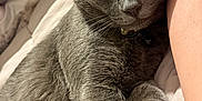 Blu is registered to the contest to win money with this photo: cat, gray_cat, pet, feline, whiskers, paw, collar, bell, blanket, bed, resting, closeup, fur, indoor, relaxed, animal, companion, soft, cute, cozy