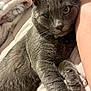 cat, gray_cat, pet, feline, whiskers, paw, collar, bell, blanket, bed, resting, closeup, fur, indoor, relaxed, animal, companion, soft, cute, cozy