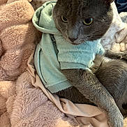 Blu joined the competition — help win amazing prizes! cat, gray_cat, pet, animal, hoodie, clothing, blanket, soft_texture, cozy, indoor, feline, fur, cute, relaxed, resting, closeup, portrait, pink_blanket, mint_green, domestic_animal