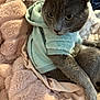 cat, gray_cat, pet, animal, hoodie, clothing, blanket, soft_texture, cozy, indoor, feline, fur, cute, relaxed, resting, closeup, portrait, pink_blanket, mint_green, domestic_animal