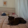 Blu is registered to the contest to win money with this photo: cat, bed, blanket, plush_toys, quilted, gray_cat, bedroom, soft_lighting, wall_art, curtains, resting, indoor, pet, cozy, furniture, home, comfort, animal, sleepy, quiet