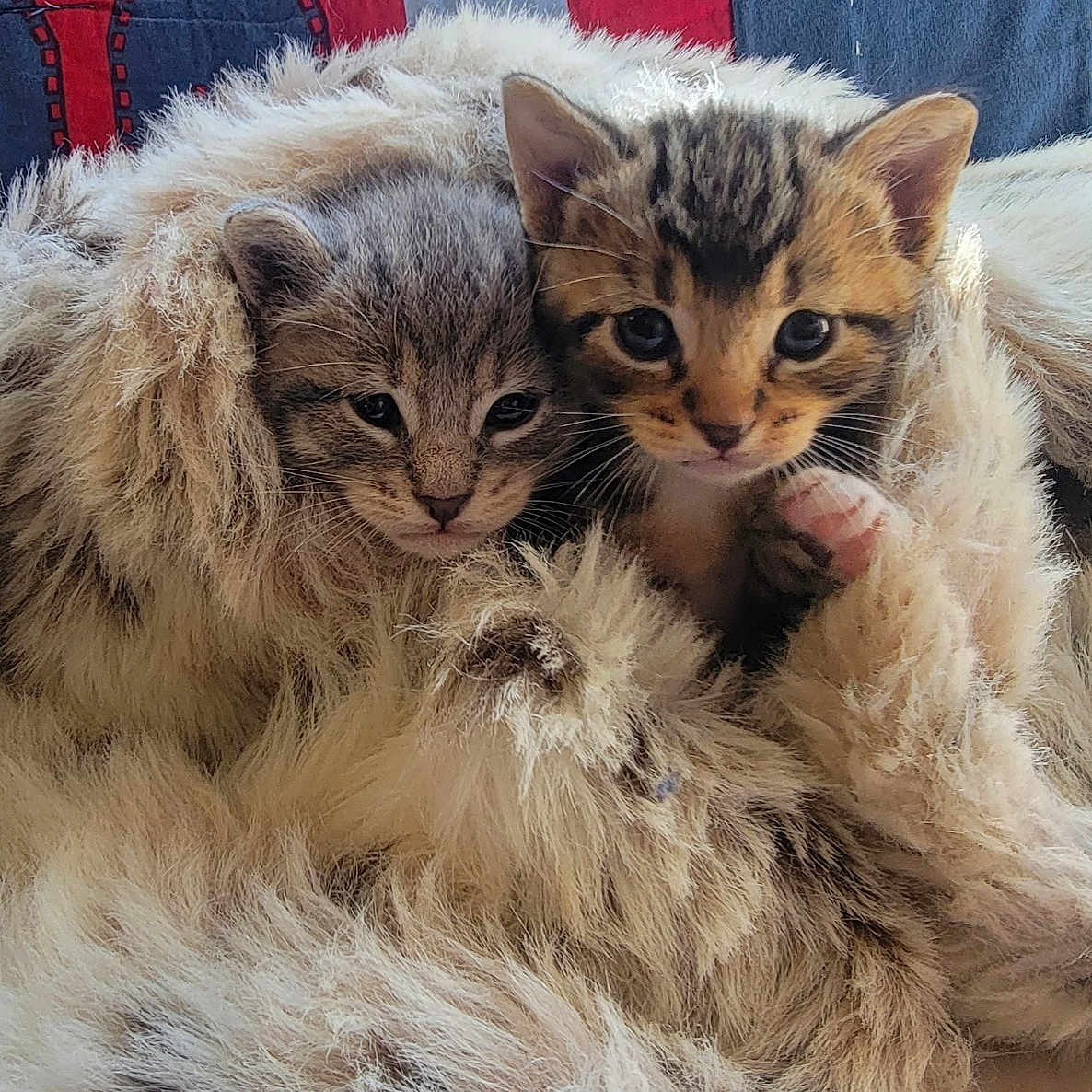 Cookie And Coco joined the competition — help win amazing prizes! abyssinian, angora, animal, blanket, cat, clothing, couch, face, fur, furniture, head, indoors, kitten, manx, person, pet, photography, portrait, siamese