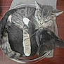 Snowball And Cocoa is registered to the contest to win money with this photo: animal, cat, companion, cozy, cuddle, cute, domestic_animal, floor, fur, glass_bowl, gray_cat, indoor, nap, pet, resting, sleeping, tabby, tail, two_animals, whiskers