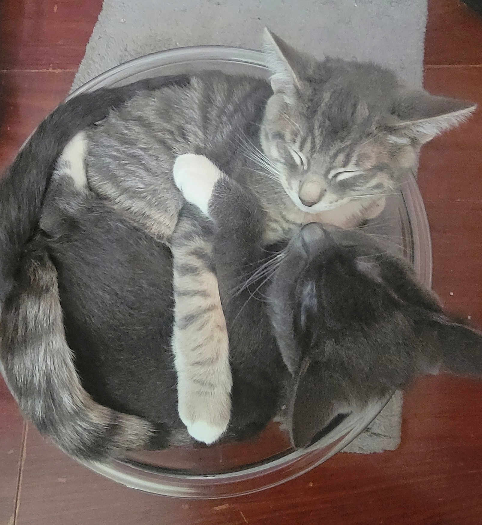 Snowball And Cocoa