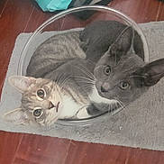 Snowball And Cocoa is registered to the contest to win money with this photo: animal, cat, cats, companions, cozy, curiosity, curled_up, cute, ears, eyes, fur, glass_bowl, gray_rug, indoor, looking_up, pet, snug, two_animals, whiskers, wooden_floor